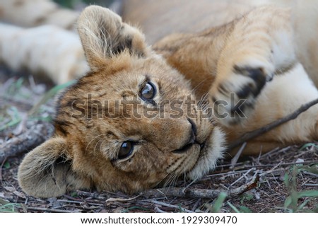 Lion cub resting in the bush of a Game Reserve in South Africa