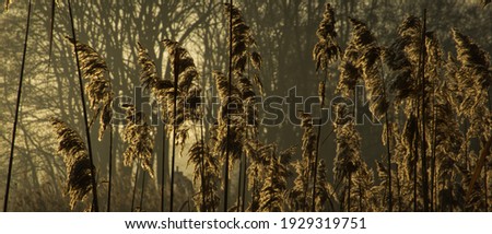 Background from grasses lit by the rays of the sun