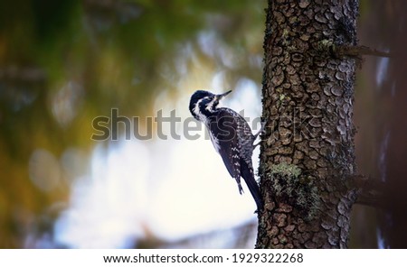 Three toed woodpecker Picoides tridactylus on a tree looking for food, the best photo. Royalty-Free Stock Photo #1929322268