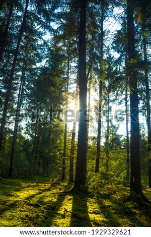 forest woods landscapes background photography