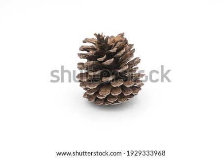 Pine cone on white background Royalty-Free Stock Photo #1929333968