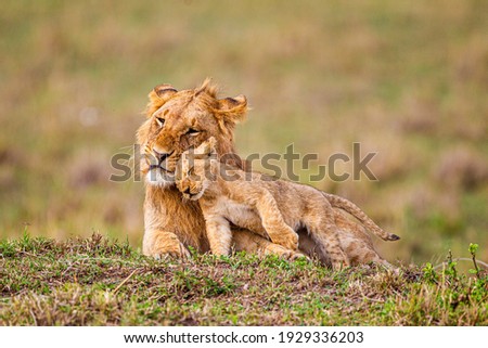 Lazy day with the Marsh pride - brothers playing Royalty-Free Stock Photo #1929336203