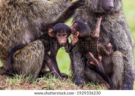 Young Olive baboons in the safety of their mothers on an anthill in the Masai Mara