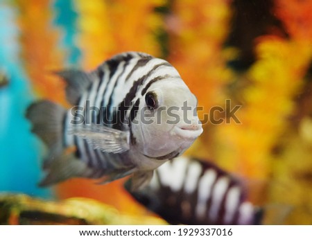 Gray fish in an aquarium with a large wooden snag.    