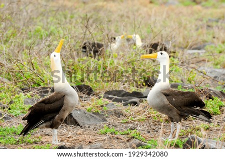 yellow headed waved albatross native to the galapagos islands Royalty-Free Stock Photo #1929342080