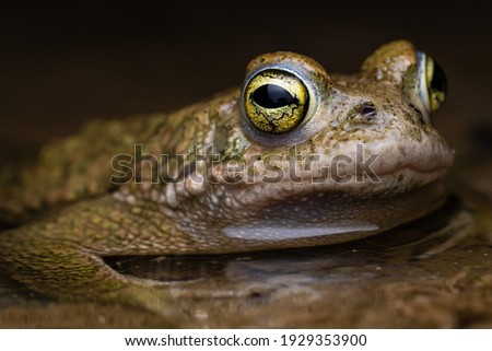 male Natterjack toad (Epidalea calamita)