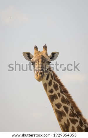 Giraffe looking at the camera to see what is happening