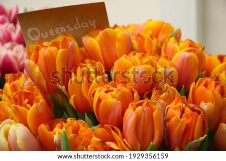 Close-up of orange tulips (the sign says flower variety is Quensday) 
