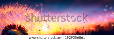Defocused Dandelion With Flying Seeds At Sunset - Freedom In Nature Concept Royalty-Free Stock Photo #1929356861