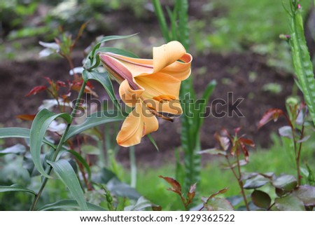 Soft orange color with bronze flares on the outside of the flower Trumpet Hybrid Lilium African Queen flowers in a garden in August 2020. Idea for postcards, greetings, invitations, posters, wedding 