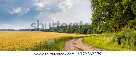 Wheat field and dirt road near the forest. Summer landscape with field, forest and picturesque sky. Panorama Royalty-Free Stock Photo #1929362579
