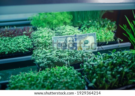 100 dollar banknote in the grass. Money dollars lie among the sprouts of microgreens. Home farming business in the city. Eco-friendly green money.