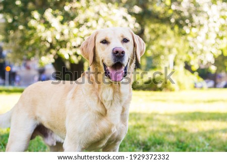 Smiling labrador dog in the city park portrait. Smiling and looking up, looking away Royalty-Free Stock Photo #1929372332