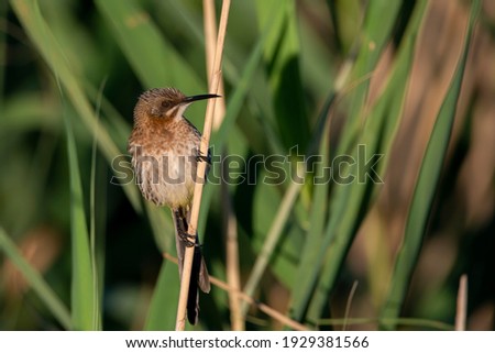 Close up photo of cape sugarbird