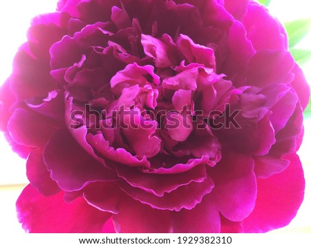 Red Peony Blossom Focused in Center, Fading Out to the Edge, For a Dreamy Effect