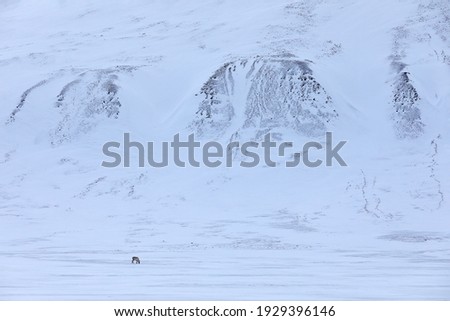 Arctic winter mountain landscape with deer. Snow in nature with Svalbard reindeer in nature, Arctic wildlife. 