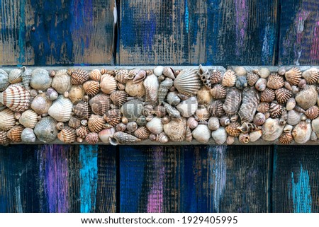 Decorative texture of multicolored seashells