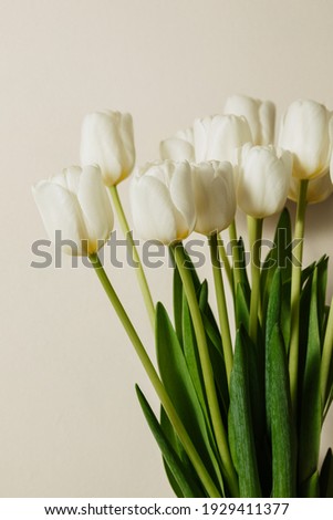 White fresh beautiful tulips for women's holiday on march 8, isolated on a light background, free space, bouquet of spring flowers. High quality photo