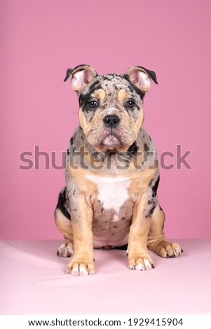 A Portrait of a cute old english bulldog puppy looking at the camera on a pink background