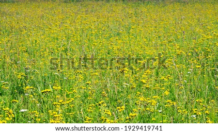 Abandoned fields (long term fallow) are heavily overgrown with weeds. Beautiful picture of mass flowering wildflowers aspect yellow, Canada thistle (Sonchus arvensis) dominance. Stagnation agriculture