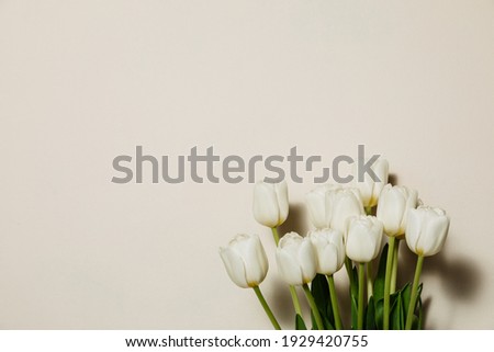 Bouquet of white fresh tulips, beautiful spring flowers, free space, fresh bouquet isolated on background. High quality photo