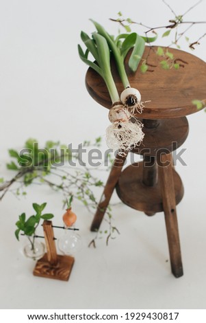 fresh flowers on a wooden table. White background. Green natural plants