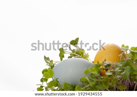 Easter eggs hidden in the green grass-spring Easter tradition egg search, micro green