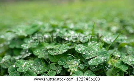 group of clovers with raindrops 