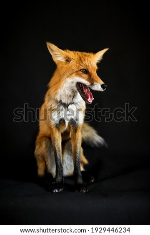Red ginger cute fox sitting 
