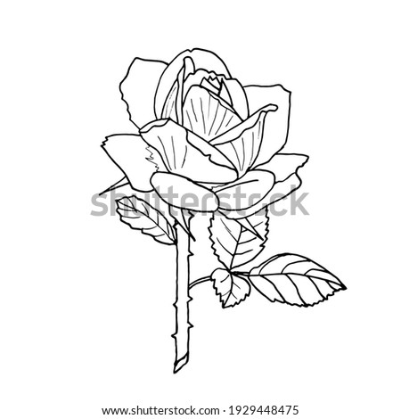 Contour rose isolated on a white background in the style of doodles. Vector botanical illustration.