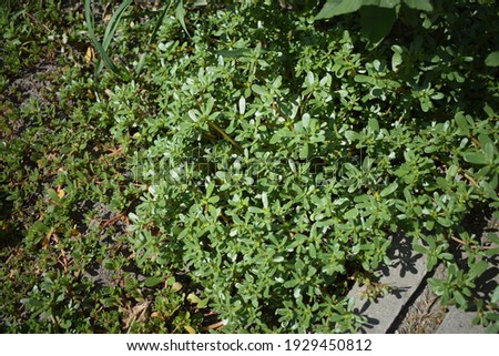 Portulaca oleracea (common purslane, verdolaga, pursley) in field. It is used as traditional Chinese medical herbal (Ma Chi Xian "horse tooth amaranth), which has cooling and detoxification effect.