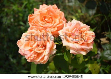 Beautiful rose and orange roses in garden. Blooming roses. Orange roses blooming on the tree in the flower garden, a symbol of love. Orange colored rose in garden with background blur.