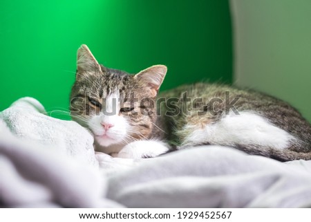 Close up portrait of the cat on green background