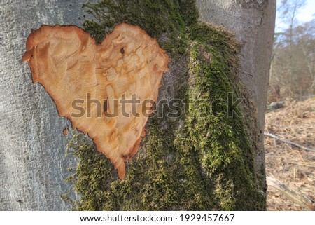 A romantic carved heart shape in a tree trunk, perfect for weddings and valentine's day. Nature loves you, safe trees