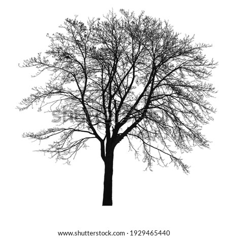 Tree on a white background, isolated Royalty-Free Stock Photo #1929465440