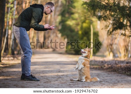 a young handsome caucasian male doing a photo of a welsh corgi pembroke dog doing a trick