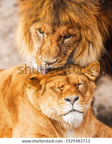 Pair of adult Lions. Predator´s love.