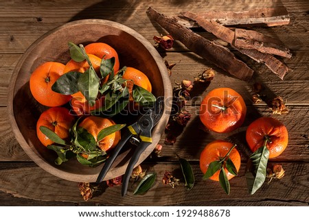 Freshly picked tangerines with pruning scissors, in wooden bowl on rustic wooden table