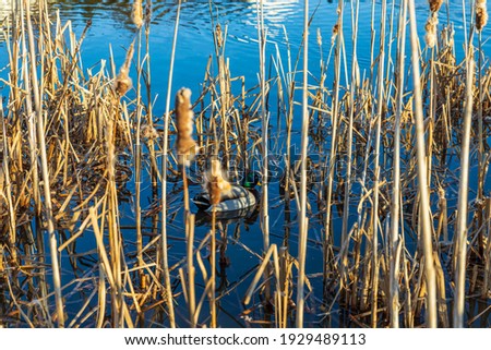 Beautiful view on the little lake with ducks on spring day.  Gorgeous nature backgrounds. Sweden.