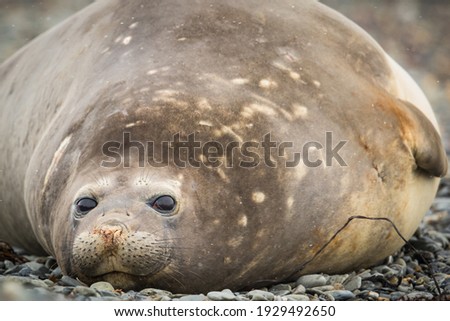 Elephant seals of South Georgia