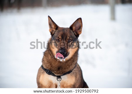 Dog is licking its nose covered with snow, playful, winter time, funny, happy Metis