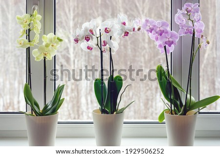 Moth orchids on windowsill - home decoration with live potted flowering plants Royalty-Free Stock Photo #1929506252
