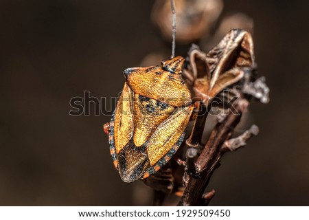 Bedbug Red Shield Bug Carpocoris Mediterraneus Photographed in Sardinia Macro Phorography