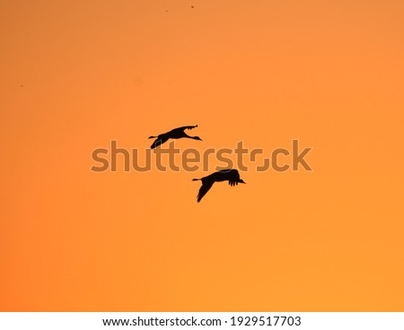 birds flying during sunrise making picture to site.