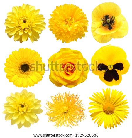 Collection beautiful head yellow flowers of dahlia, gerbera, chrysanthemum, pansies, daisy, rose, poppy isolated on white background. Beautiful floral delicate composition. Flat lay, top view