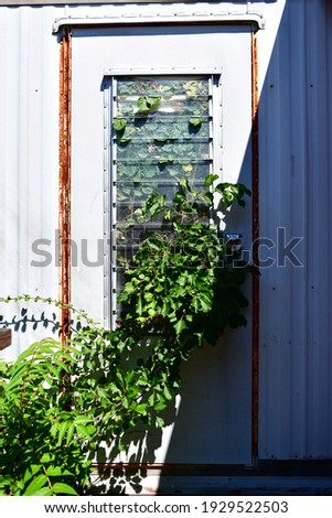 Wild ivy grows through an abandoned mobile home door in afternoon sunlight.