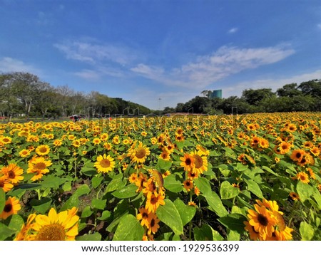Sunflowers garden in Thailand with blue sky,Bangkok landmark