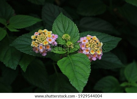 Perennial ornamental plant in the verbena family Royalty-Free Stock Photo #1929544004