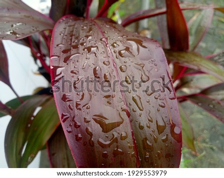Leaves with a splash of water, very beautiful in the morning,Good for decoration