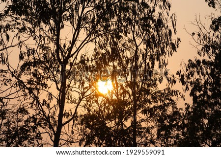 Silhouette trees orange sky sunset background